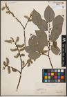 Foto von Salix caprea L.